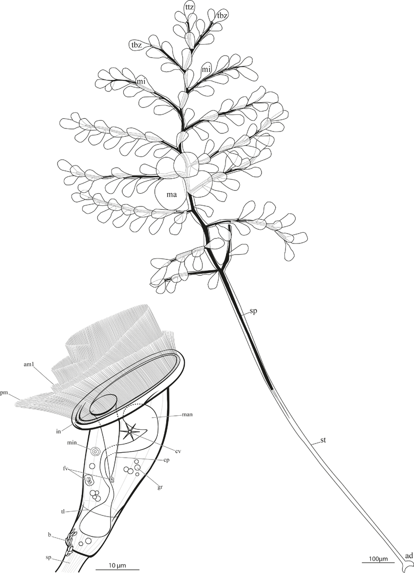 figure image